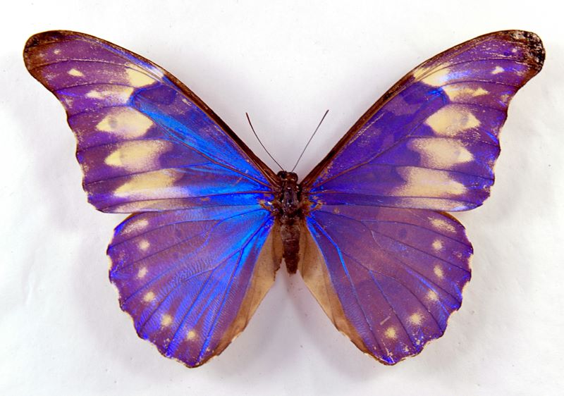 Morpho rhetenor diana augustinae (aberration) (Internet Image property of respective owner, non-commercial use only)